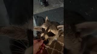 Well-mannered raccoons visit houses for snacks