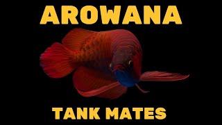 AROWANA TANK MATES