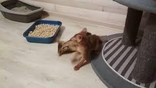 Абиссинские кошки