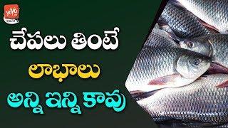 Fish Benefits For Health And Skin | Fish Side Effects | Latest Health Tips Telugu | YOYO TV Health