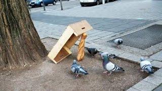 Смешные голуби /// Funny pigeons 16