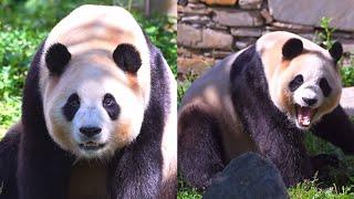 9.3 Panda Fu Bao Part 1 #new #daily #update #panda #fubao #푸바오 #fyp #viral #pandalife #pandalove