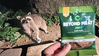 American Raccoon Reacts to Vegan Food