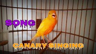 canaries/canary singing 