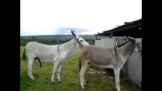 Donkey Meeting..