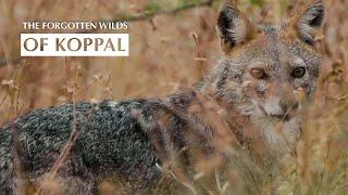 The Forgotten Wilds of Koppal: A Haven for Endangered Species | @RoundglassSustain