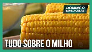 Confira os mitos e verdades sobre o milho