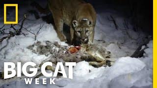 Eat Like a Cougar | Big Cat Week