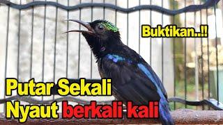 KONIN GACOR FULL TEMBAKAN || COCOK UNTUK MASTERAN & PANCINGAN KOLIBRI NINJA BAHAN