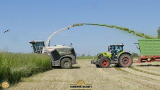 Claas Jaguar 980 - 2,50M Roggen bestand Ganzpflanzensilage 2021 Roggen GPS Häckseln - 6 Häckselwagen