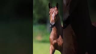 Arabian horse speed Arabian horse #foryou #horse #arabianhorse #religion #susanmedia