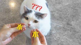 猫对人类的信任，就是这样一步步破灭的