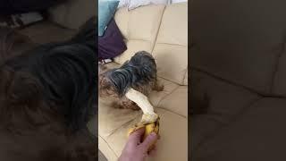 Собака,Йорк,прикол,банан,смешно!!!#Shorts#shorts#dog#tiktok️