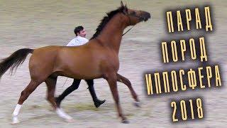 Парад Пород - Разные породы лошадей /Конная выставка #Иппосфера 2018 #Hipposphere