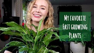 Top Five Favorite Fast Growing House Plants!