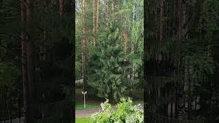 21.06.2025 Утро в санатории Балкыш, поселок Петровский, Казань #балкыш #санаторий #звукиприроды