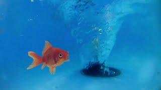 satisfying whirlpools and fish.  water vortex.  whirlpool experiment.