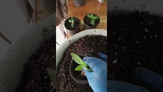 ЗАТРОИЛА  ПЕРЕСАДКА ЧЕРЕНКОВ ГОРТЕНЗИЙ  #гортензии#черенкигортензий#2025