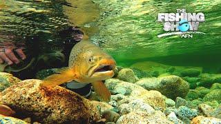 Giant Trout in New Zealand