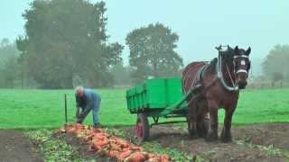 Belgian Draft Horses-beet harvest with respect for the environment-Berlaar-Belgium