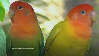 Lovebird's Call Sounds - Rosy-faced Lovebirds - Melon and Lemon 2023