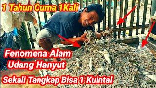 Fenomena Udang Hanyut,,Fenomena ini terjadi hanya satu tahun sekali di Cilacap