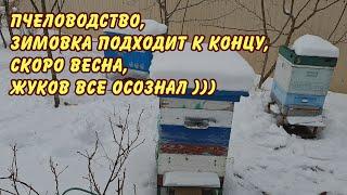 ПЧЕЛОВОДСТВО, ЗИМОВКА ПОДХОДИТ К КОНЦУ, СКОРО ВЕСНА, ЖУКОВ ВСЕ ОСОЗНАЛ