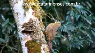 Arapaçu-de-garganta-branca, Xiphocolaptes albicollis, White-throated Woodcreeper MVI_5821