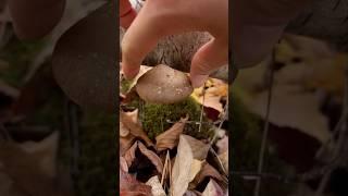 Discovering Birch Polypore Mushroom  #shorts #mushroom #nature #foraging #ASMR