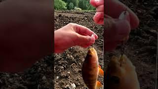 Окунь на Блесну вращающуюся "Rotan" #cargo #fishing #рыбалка