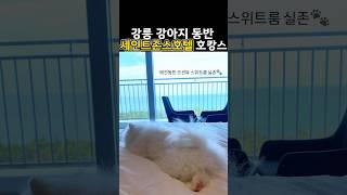 애견동반호텔 강릉 세인트존스 독독패키지 오션뷰 호캉스 #강아지 #애견동반 #강릉