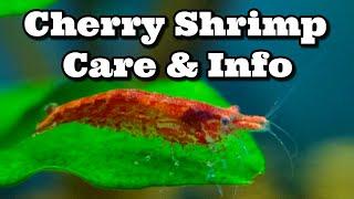 Cherry Shrimp Care & Information