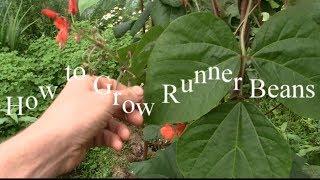 How to grow Amazing Organic Runner Beans + A cool tip not many people know about!