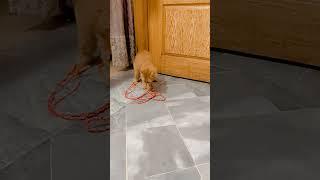 #cat #gugu playing with the rope🪢