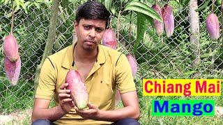 Chiang Mai Thailand Mango Plant || Chiang Mai Mango Farming in India || चियांग माई आम की खेती ||