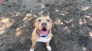 Animal Welfare League facility gets a makeover from Babcock Ranch developer