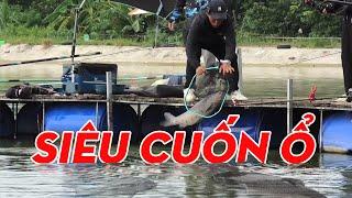 Bão Cá Trăm Đen Quê Hương | Thanh Ngư Chung Nguyễn Fishing