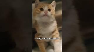 #shorts #shortsvideo #rescue #cat #cuteanimal #animalshorts #healing