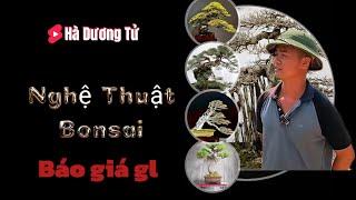 Báo giá gl cây cảnh nhà vườn Tân bonsai | Phúc Yên, VP