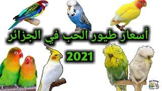 أسعار طيور الحب في الجزائر 2021  البادجي ،الفيشر ،الكوكتيل....