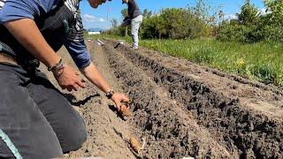 How We Plant Our Dahlias