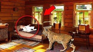 The Lynx Hisses At The Baby Every Night！When Mom Set Camera, You Won’T Believe The Scene...