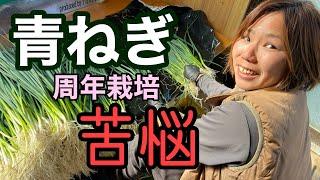 【青ねぎの周年栽培】メリットと苦悩「新規就農者の本音」