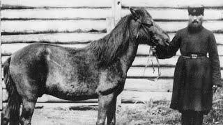 The Tarpan - The North's Extinct Wild Horse