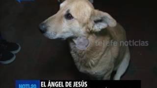 Tony, el perro que cuidó a su dueño - NOTI.20