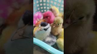 Cute Multicolor Chicks Pecking At The Finger  #cute #shorts