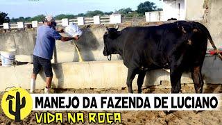 [VIDA NA ROÇA] Vaqueiro Luciano Dé na Lida da FAZENDA, corta Palma e conta Histórias - Útima Parte 