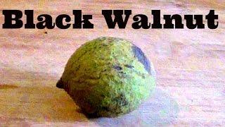 Black walnut review - Weird Fruit Explorer - Ep 126