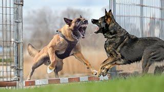 Malinois VS German Shepherd