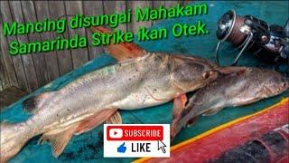 Mancing disungai Mahakam Samarinda Strike ikan Otek.